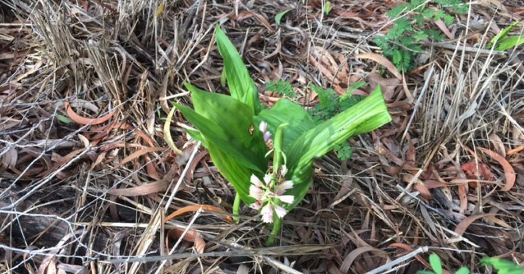 Shepherd's Crook Orchid regeneration 1 1200x628