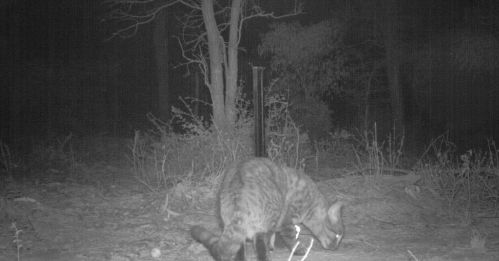 feral cat 1200x628
