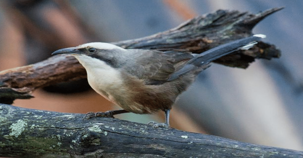 Grey Crowned Babbler