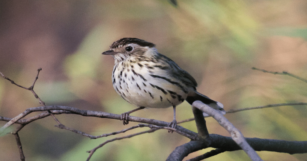 Speckled Warbler