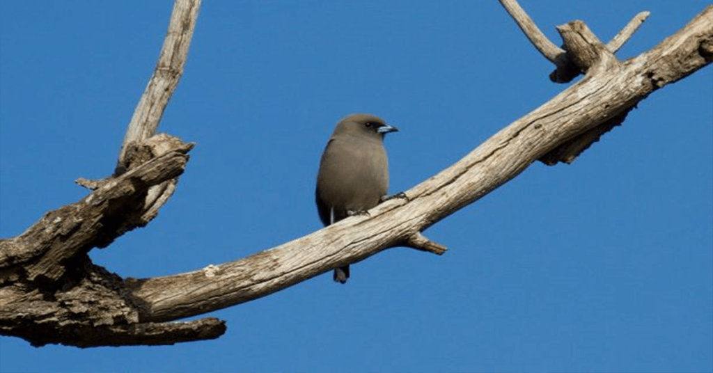 sized Dusky woodswallow