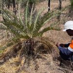 Threatened Species assessment (Cycas terryana)