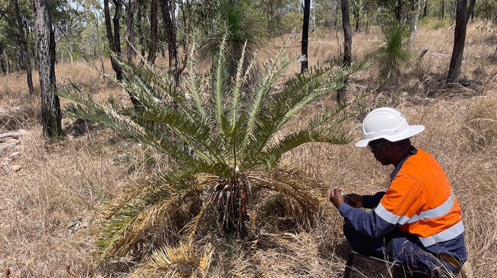 LCWF scroll 1 Threatened Species Assessment (Cycas terryana)