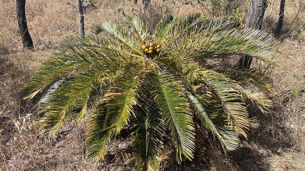 LCWF scroll 2 Mature Cycad (Cycas terryana)