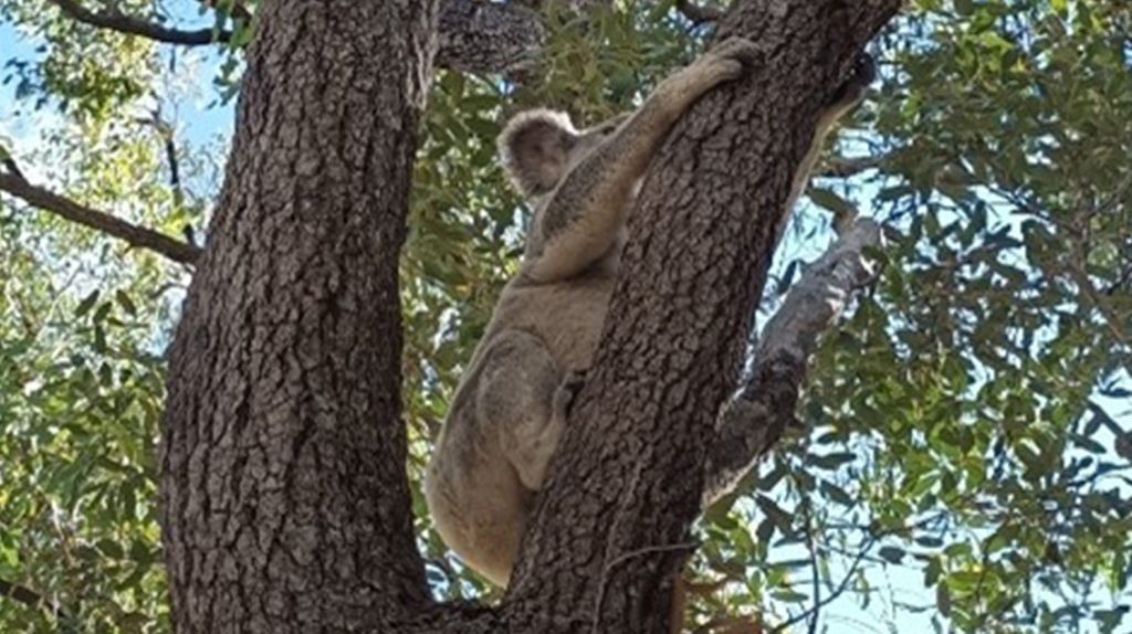 LCWF scroll 3 Threatened Species - Koala