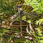 Petalura Gigantea Giant Dragonfly