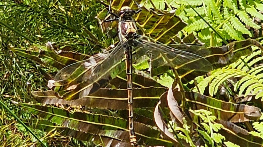 Petalura Gigantea scroll 1 Petalura Gigantea Giant Dragonfly