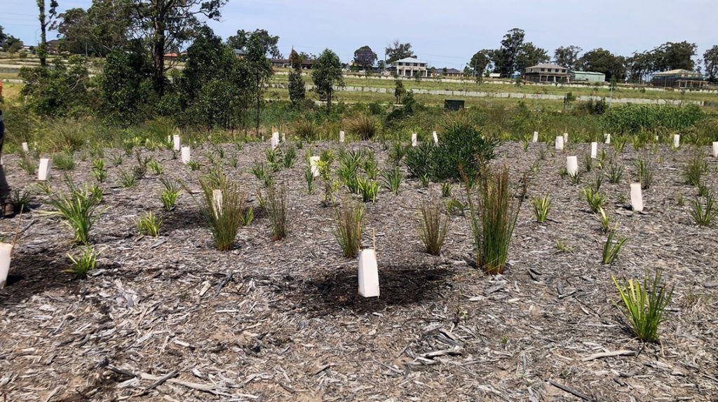 Dora Creek revegetation 1 tree planting within development site