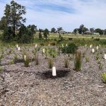 tree planting within development site