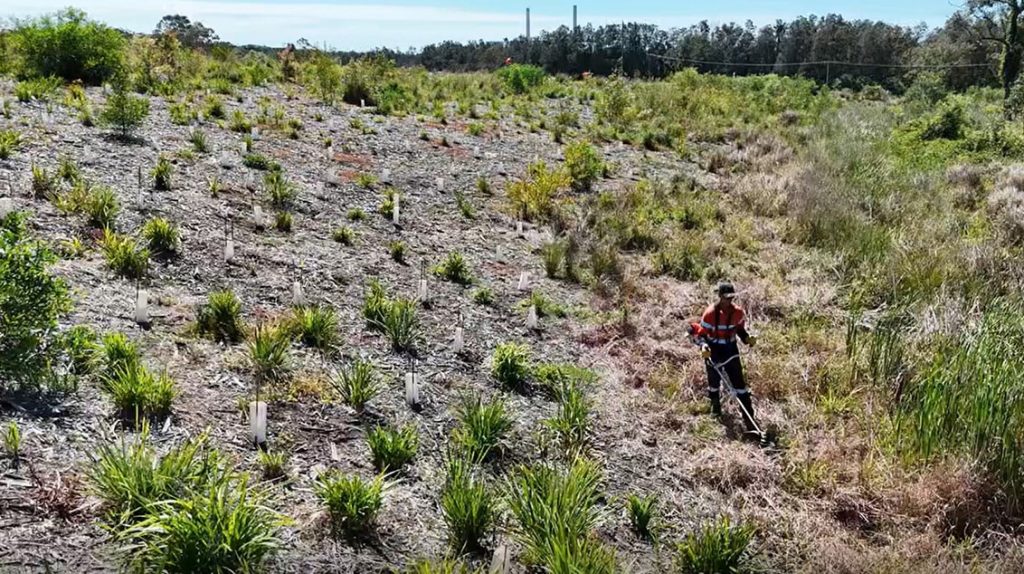 Dora Creek revegetation 2 Weed management and tree planting