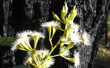 Square-fruited Ironbark (Eucalyptus tetrapleura)